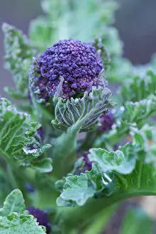 Italica: Broccoli