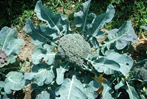 Italica: Broccoli