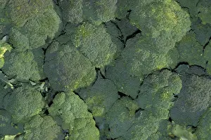 Crucifer: Broccoli