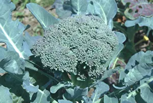 Florets: Broccoli