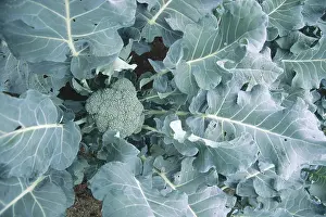 Italica: Broccoli