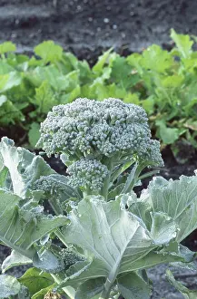 Italica: Broccoli