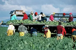 Broccoli: Broccoli Harvest - January