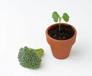 Seedlings: Broccoli life cycle