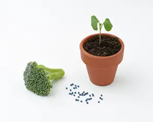 Seedlings: Broccoli life cycle