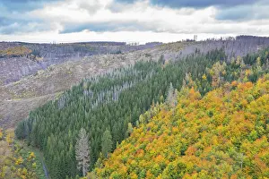 Bark: Brocken Forest
