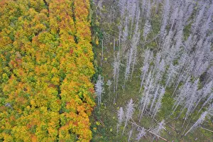 Bark: Brocken Forest