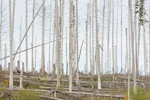 Bark: Brocken Forest
