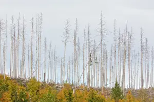 Bark: Brocken Forest