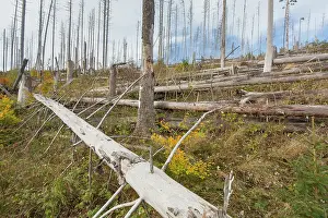 Bark: Brocken Forest