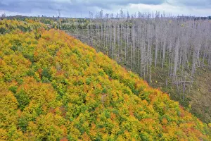 Bark: Brocken Forest