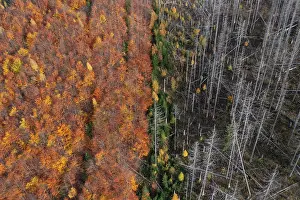 Beech: Brocken Forest