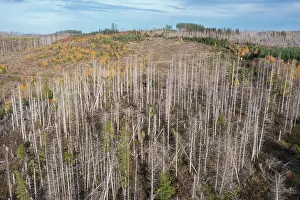 Invertebrata: Brocken Forest