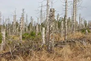 Invertebrata: Brocken Forest