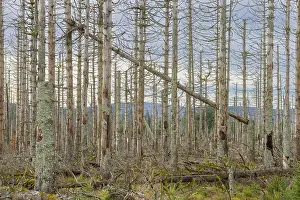 Invertebrata: Brocken Forest