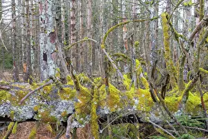 Invertebrata: Brocken Forest