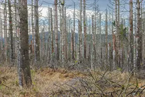 Invertebrata: Brocken Forest