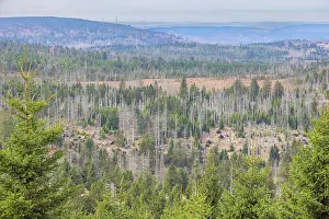 Invertebrata: Brocken Forest