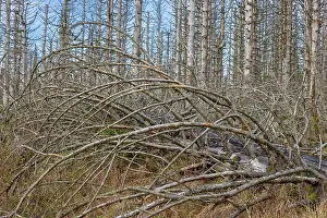 Invertebrata: Brocken Forest