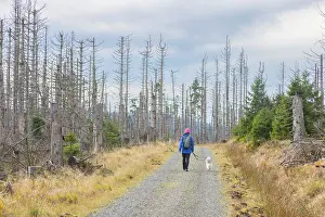 Hiker: Brocken Forest