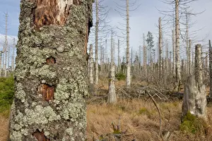 Invertebrata: Brocken Forest