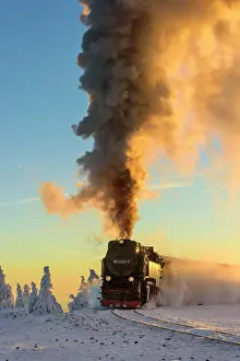 Railway: Brockenbahn travels through snowy Spruces (Picea)