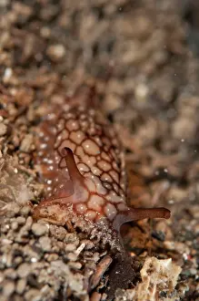 Manado: Brock's Pleurobranchus - on black sand during night dive
