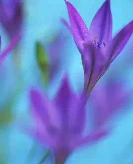Laxa: Brodiaea