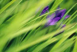 Laxa: Brodiaea