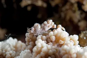 Retreat: Broken-back Shrimp - camouflaged in host coral
