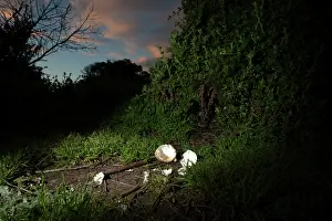Eudyptula: Broken Little / Little Blue / Fairy Penguin eggs - eaten by