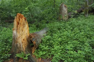 Damage: Broken tree trunk, storm damage in woodland after