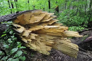 Damage: Broken tree trunk, storm damage in woodland after