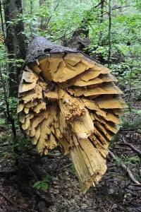 Damage: Broken tree trunk, storm damage in woodland after