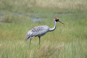 Rubicunda: Brolga