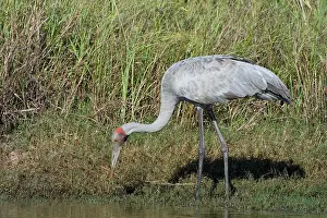 Rubicunda: Brolga