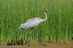 Rubicunda: Brolga