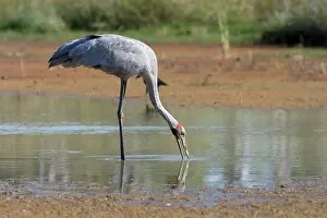 Rubicunda: Brolga