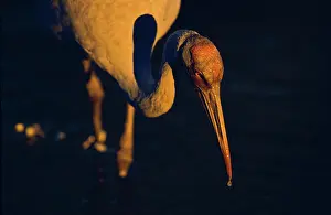 Rubicunda: Brolga
