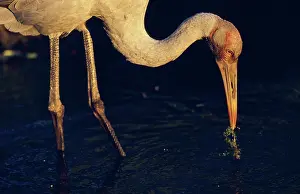 Rubicunda: Brolga