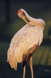 Rubicunda: Brolga