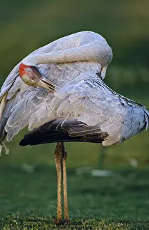 Rubicunda: Brolga
