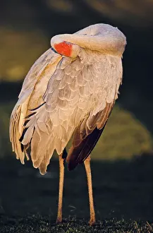 Rubicunda: Brolga