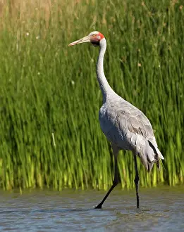 Rubicunda: Brolga Crane