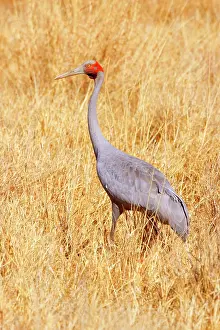 Rubicunda: Brolga Crane - adult Brolga in dried-up grassland foraging