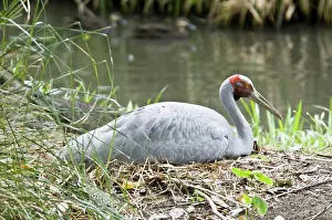 Gruidae: Brolga crane incubating
