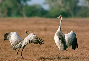 Rubicundus: Brolga CRANE - pair in courtship dance, wings outstretched