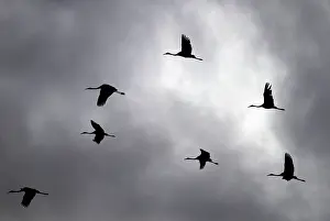 Rubicunda: Brolga Cranes