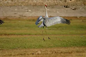 Rubicunda: Brolga - Dancing, wings outstretched