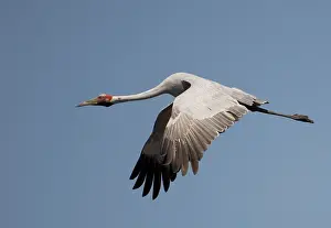 Rubicunda: Brolga in flight
